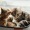 kittens in a window 