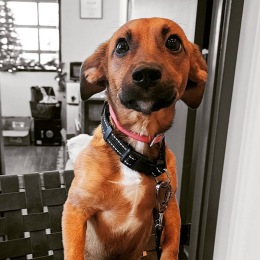 a cute puppy at a pet spa