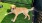 a dog in a dog park