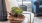 a sofa and a succulent
