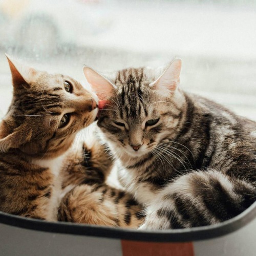 a couple of cats sit near a window